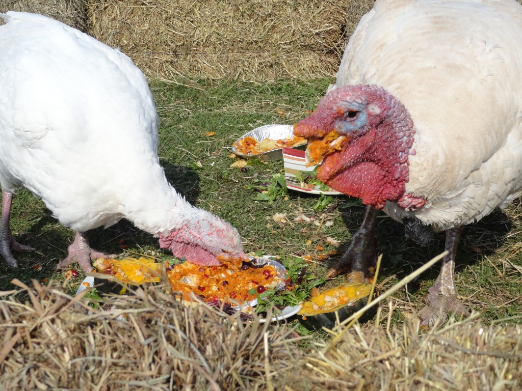 turkeys eating (4)