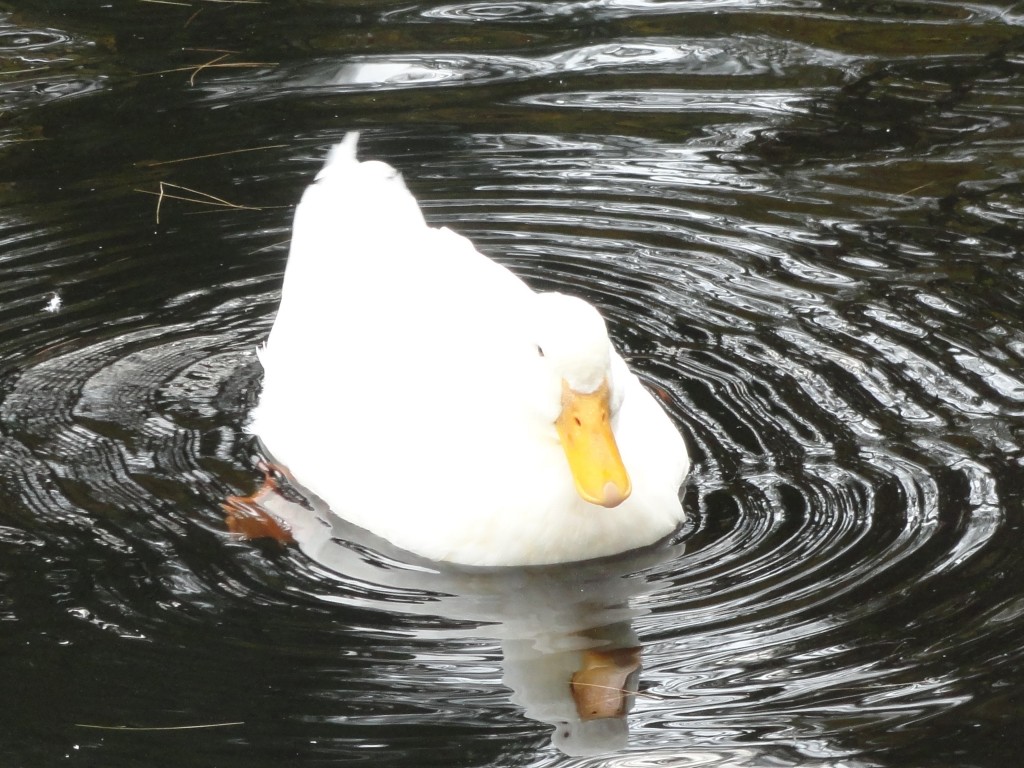 rescued ducks (3)