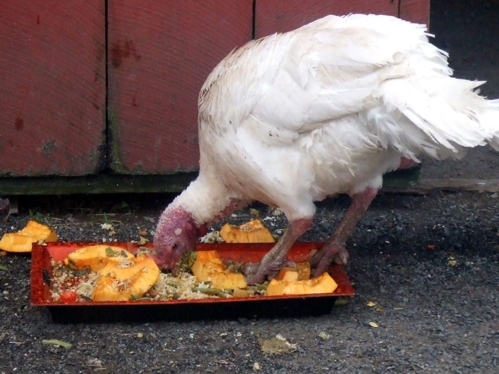 turkey eating his dinner