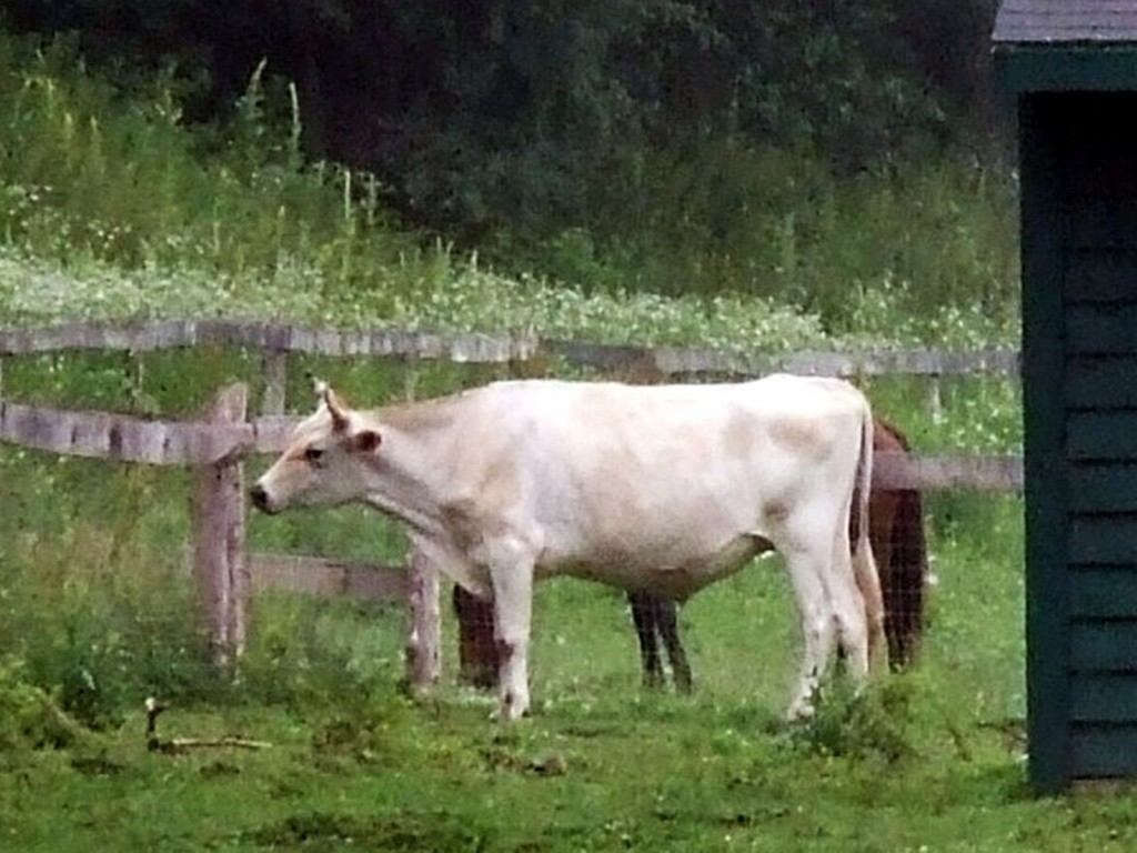 white cow